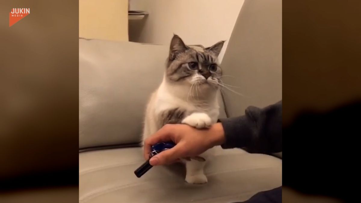 ▲ 喵星人要奴才別出門！「居家防疫，人喵有責」。（圖／美聯社 AP／Jukin Media 授權）