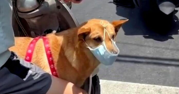 ▲近期一隻台灣土狗就被網友捕捉在機車上兜風時，按照規定將口罩戴的緊緊地。 (圖/Amit Kattal提供)