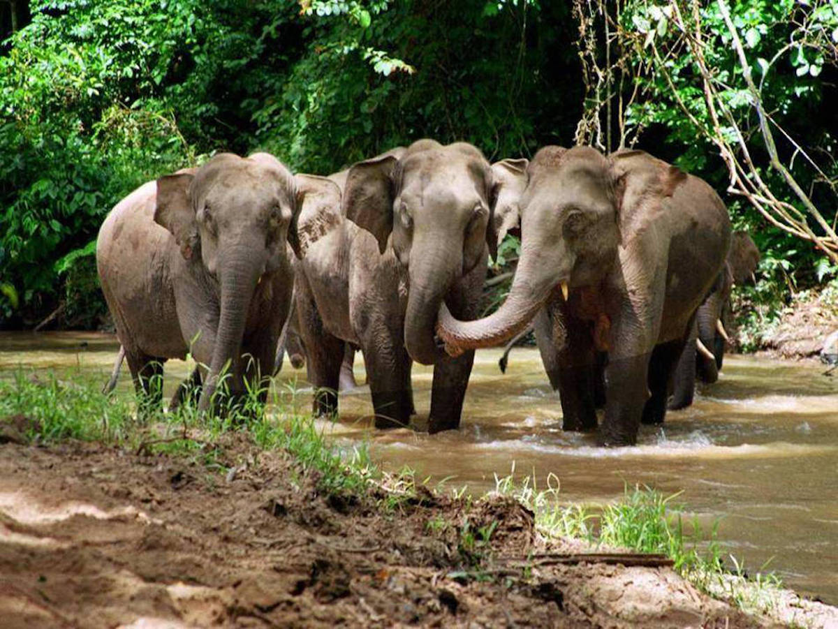 ▲中國當地專家表示，亞洲象的個性溫馴，不會主動攻擊人類，但是人為的驅趕或驚嚇是會讓大象感到緊張、害怕造成危險。（圖／翻攝自央視新聞）