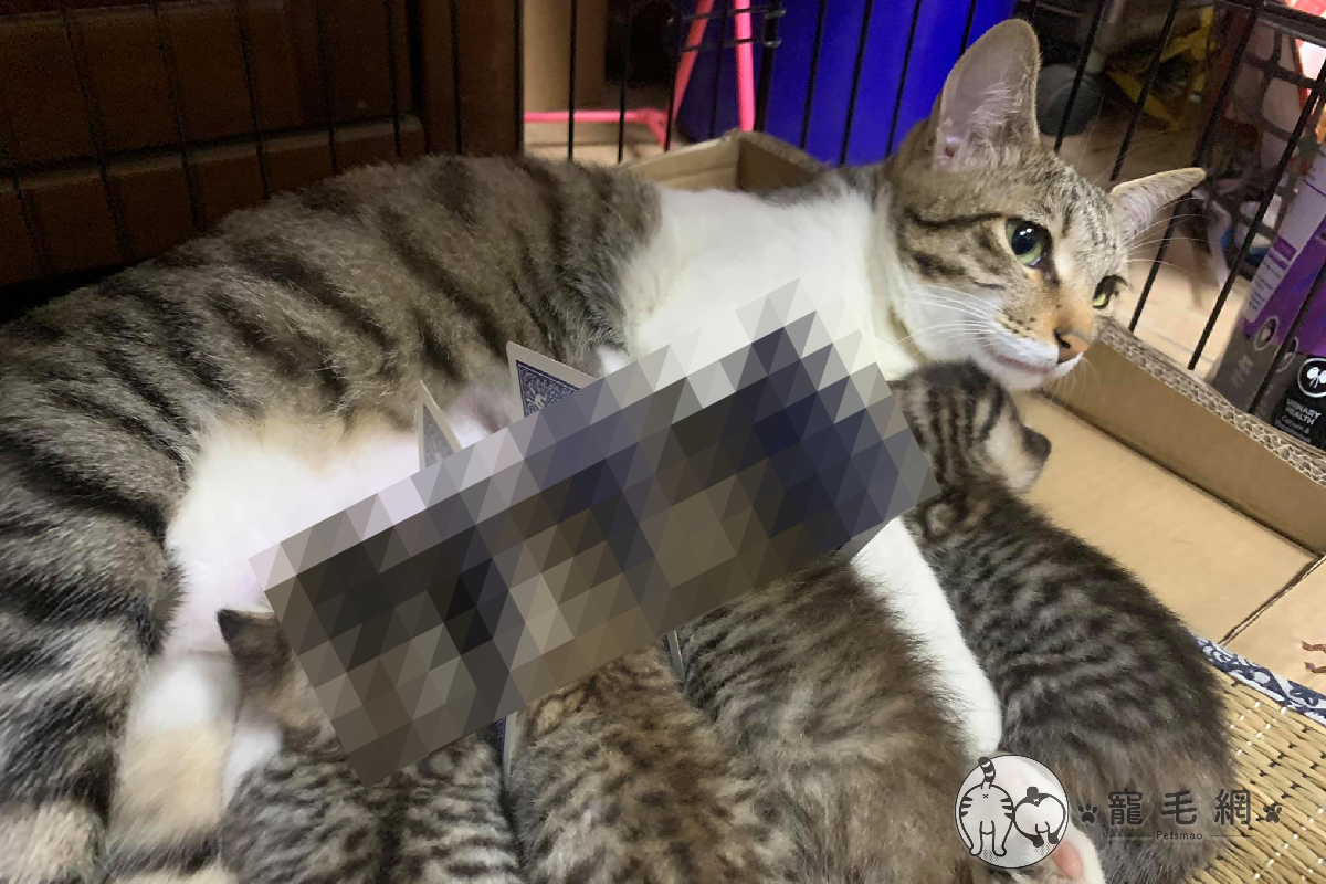 ▲小貓喝奶也注意社交距離，竟用隔離板擋好擋滿！（圖／網友溫能鈞授權提供）