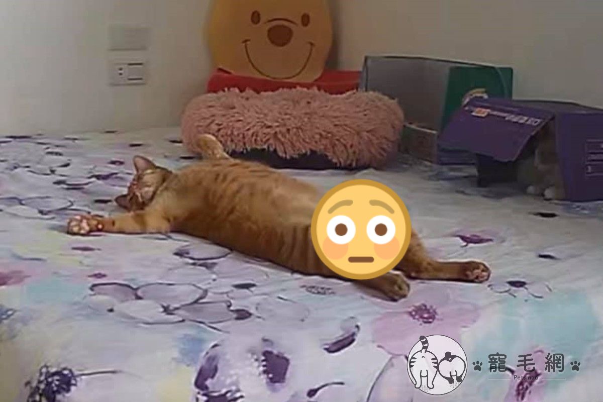 ▲橘貓「Bebo」日前睡覺時竟然出現某種反應，笑翻網友！（圖／網友陳央亦授權提供）