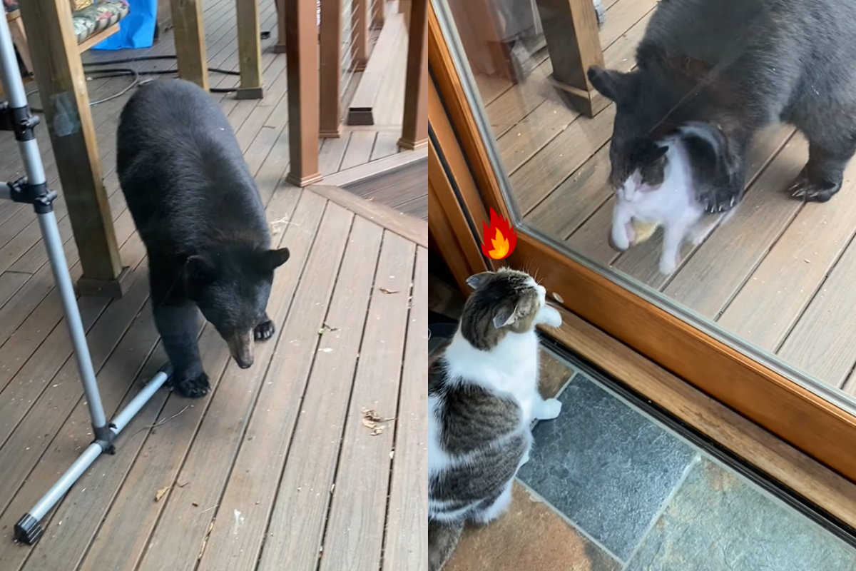 國外一戶民宅出現黑熊，屋內的貓咪見狀全身警戒！（影／美聯社 AP+Jukin Media授權）