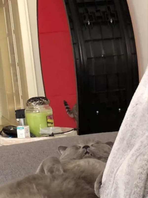 貓咪踩滾輪運動卻見同伴在沙發癱睡　網笑：胖與瘦的差別！