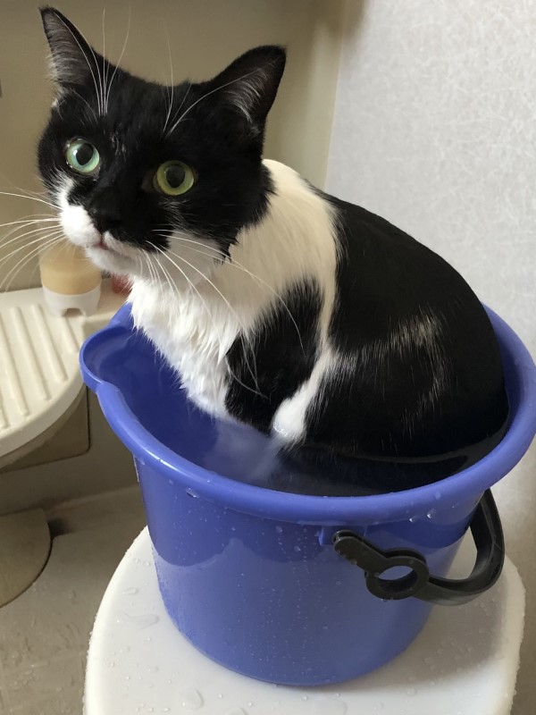 請君入甕？貓咪窩水桶竟被帶去洗香香牠無奈：我看開了！