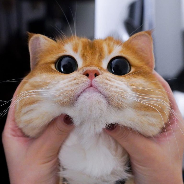 皮斯可的大臉頰看起來手感非常好!(圖/Instagram@ pisco_cat)