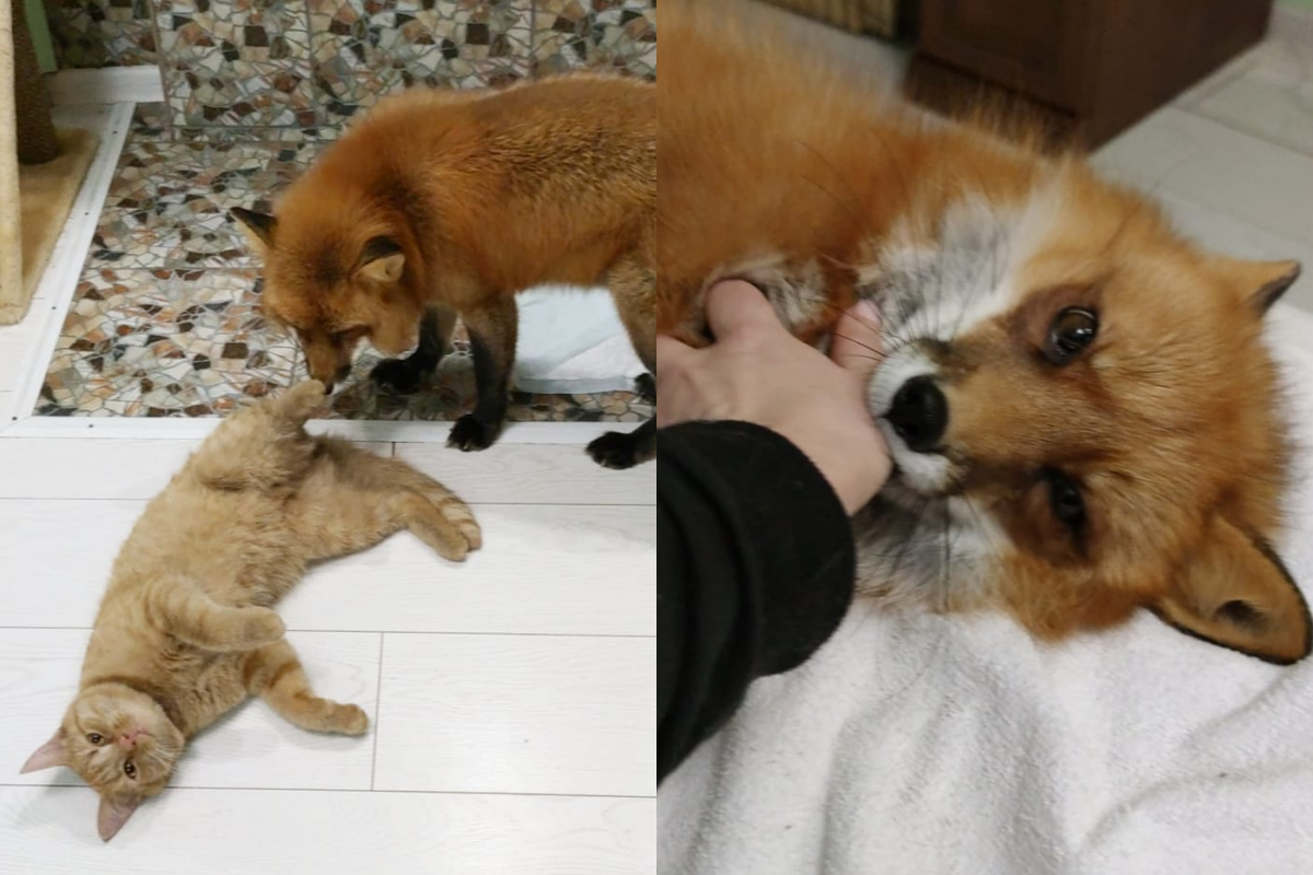 狐狸享受人類撫摸，身體不受控制往右邊傾倒！（圖／Instagram＠ irisha_zai）