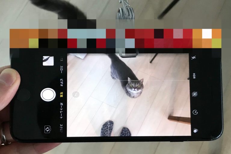 日本一名推主在手機夾上一「捕貓神器」，果然馬上讓貓咪看鏡頭！（圖／twitter @kuzzken）