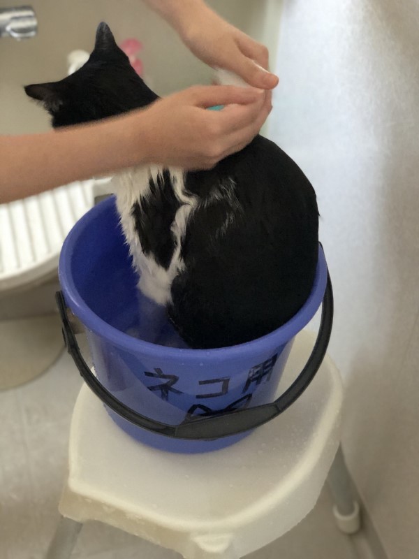 請君入甕？貓咪窩水桶竟被帶去洗香香牠無奈：我看開了！