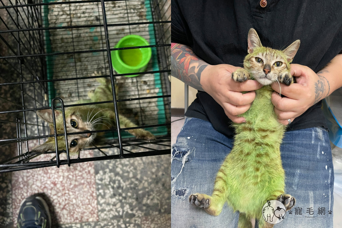 飼主因無聊將貓染成綠色，被台中善心團體救出後仍不治身亡。（圖／Facebook@ HelpHappyCat）