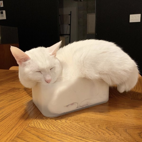 白貓在容器裡擠好擠滿　網一看全笑噴：白吐司發酵過度？