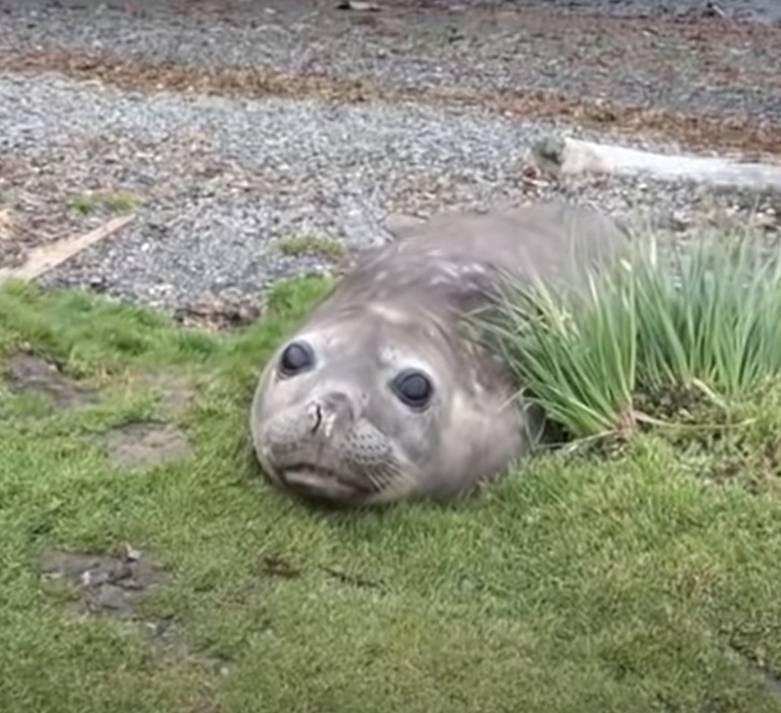 這隻象鼻海豹原先軟爛地躺在地上。（圖／Youtube＠ Ousland Polar Explorations）