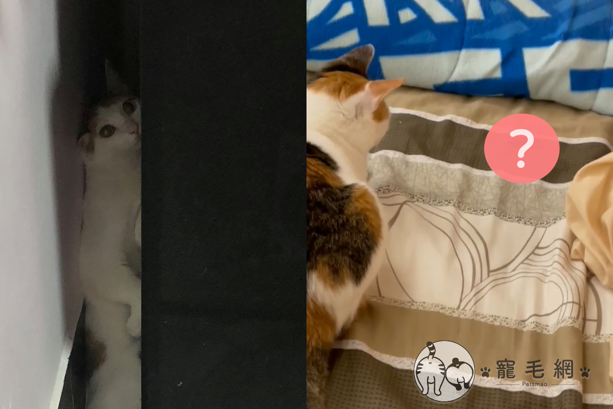 貓咪半夜叼大禮到床上，奴才看清楚禮物後卻一點都不想要！（圖／網友Chung-Jie Huang授權提供）