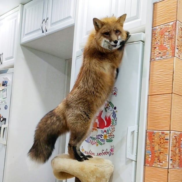 這隻狐狸活潑又頑皮，常常在家裡翻山倒櫃。（圖／Instagram＠ irisha_zai）