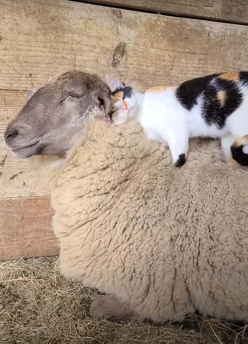 三花貓滿臉幸福地緊抱羊羊。（圖／Youtube＠ ViralHog）