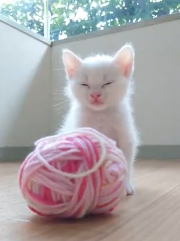 小貓玩毛線球突然「斷電」　牠跌倒後慌張爬起：發生什麼事？