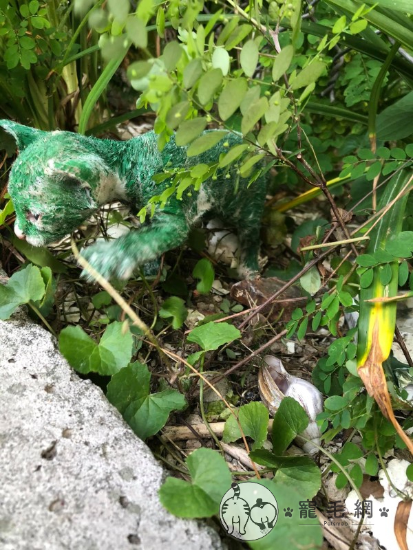草叢中鑽出一隻小奶貓，全身被染上深綠色。（圖／Facebook＠ LyNn Huang）