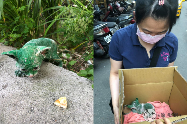 網友黃小姐在街邊發現一隻全身被染成綠色的奶貓。（圖／Facebook＠ LyNn Huang）