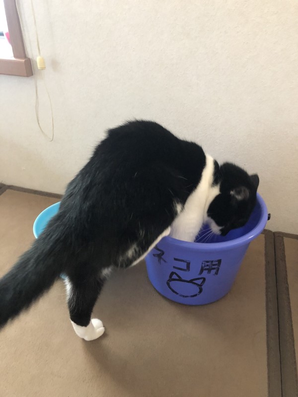 請君入甕？貓咪窩水桶竟被帶去洗香香　牠無奈：我看開了！