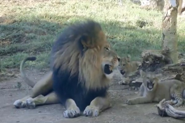公獅想休息卻遭屁孩狂騷擾牠怒吼一聲幼獅竟「綜藝摔」！