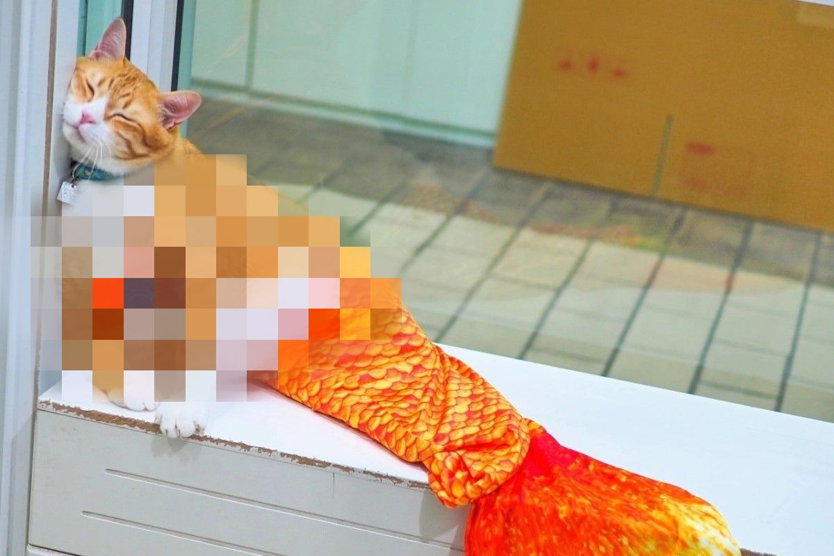 泰國網友家的橘貓「雷電」這天扮演美人魚，網友看了牠的肚子卻笑說：「擱淺啦！」（圖／FB @SaiFa Cat : สายฟ้า）
