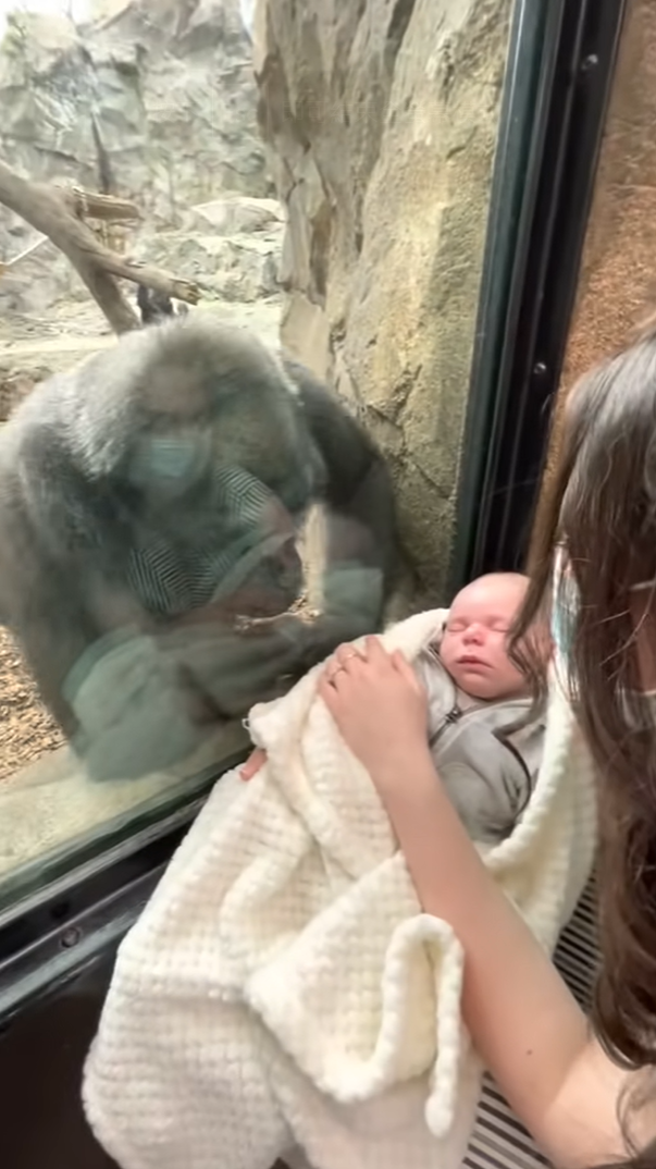 動物園母猩猩盯著新生兒看　遊客：畫面超有愛！