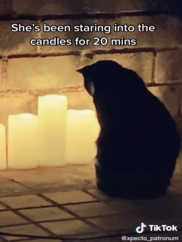 貓咪狂盯燭燈20分鐘　媽驚：我該注意什麼？