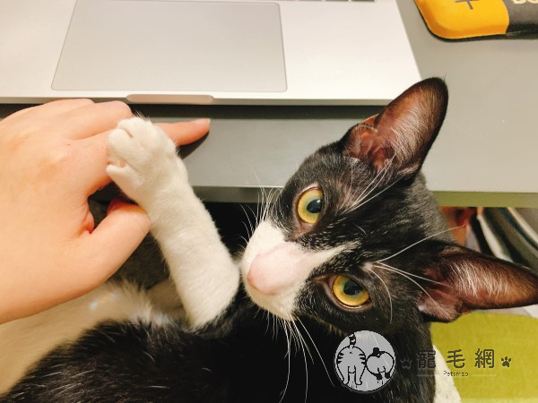 貓：不要摸電腦，摸我！（圖／網友陳品秀授權提供）