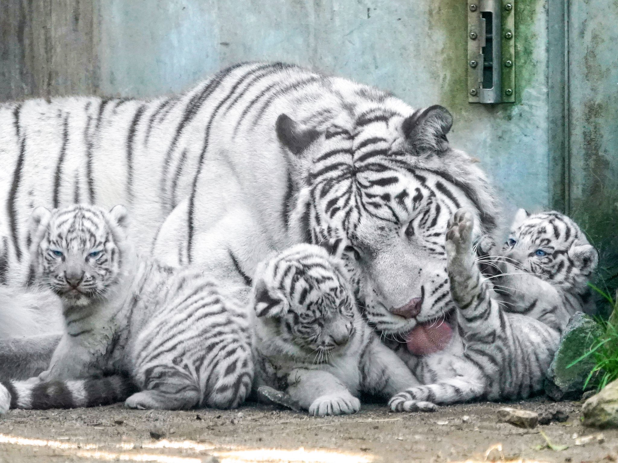 虎媽媽和一窩小老虎。（圖／Twitter@ rikunow）