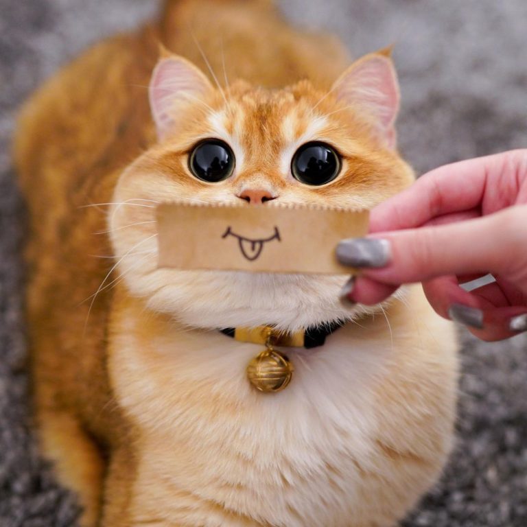 皮斯可本身就像插畫一般可愛,用紙畫上小舌頭也不違和!(圖/Instagram@ pisco_cat)