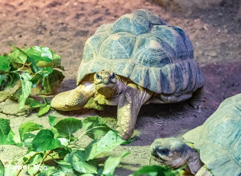 逛動物園竟聽見「槍掃射聲」！園方揭真相：牠們在交配