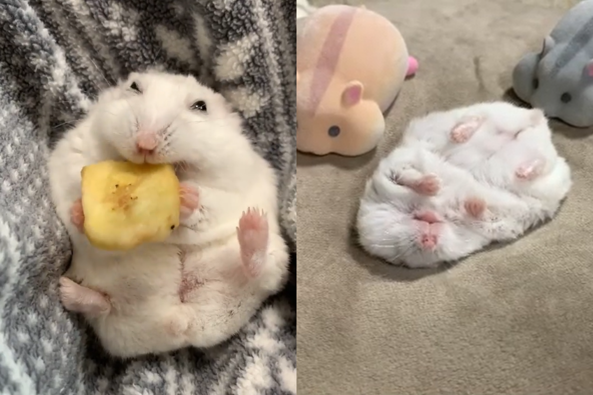 鼠鼠睡覺時，旁邊被擺放一群跪拜的鼠玩具，看起來就像宗教聚會！（圖／Instagram＠ fuu_chan723）