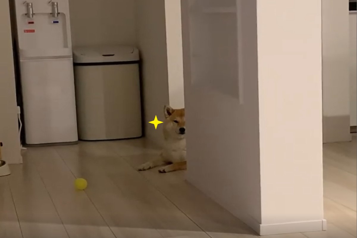日本一隻柴犬會躲在轉角偷偷盯著主人的一舉一動！（圖／IG @misoshiba1017）