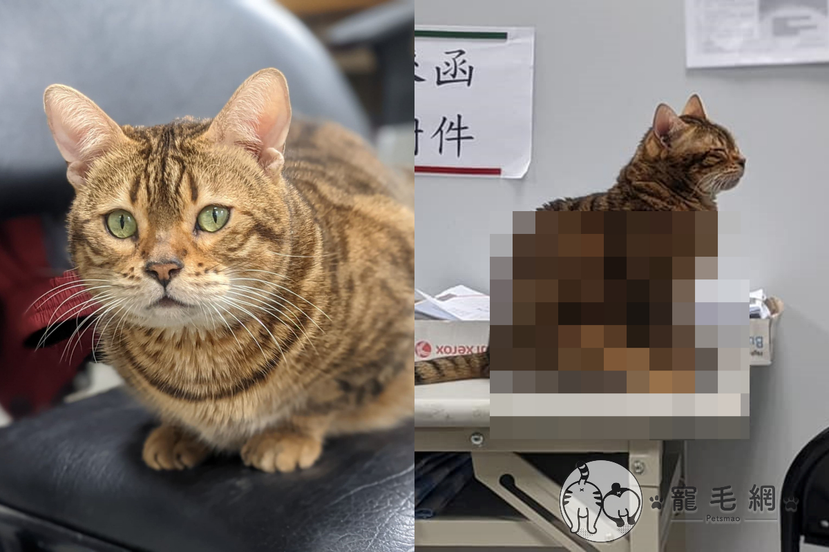 貓咪兩腿伸直坐好好，姿態宛如等人的妙齡少女！（圖／網友薛豹樂授權提供）