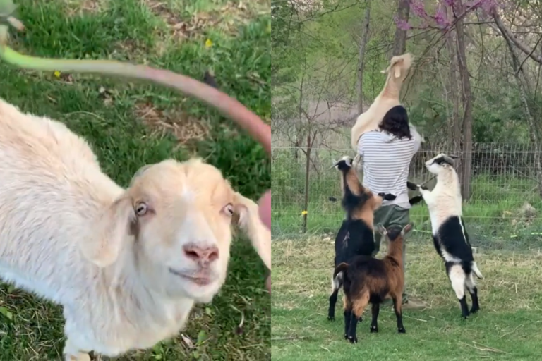 白羊被男子舉高高吃「花朵巴費」，其他羊群見狀撒嬌：我也要！（圖／Instagram＠ caleb_kraft）