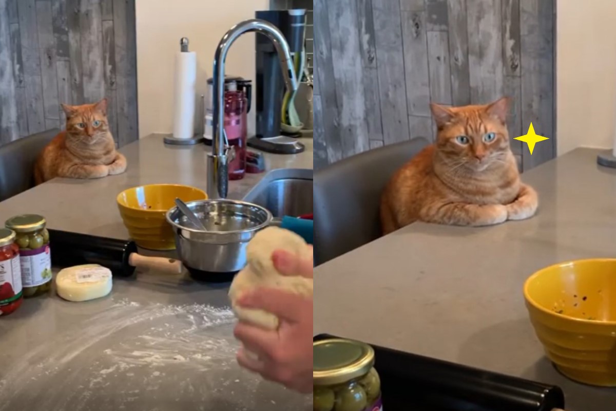 橘貓「錢德勒」日前趴在桌邊看馬麻揉麵糰！（圖／IG ＠rowsell10）