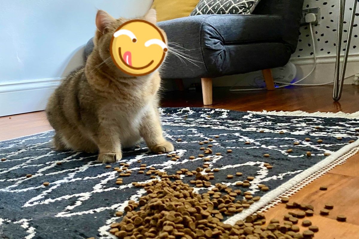 英國一名貓奴不小心打翻飼料，貓主子竟然滿臉訝異露出「O型嘴」！（圖／IG @bertie.puss）