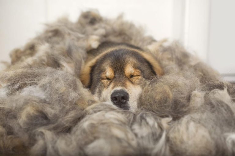 自己的睡墊用自己的毛做！（圖／Instagram＠ rinchen__norbu）