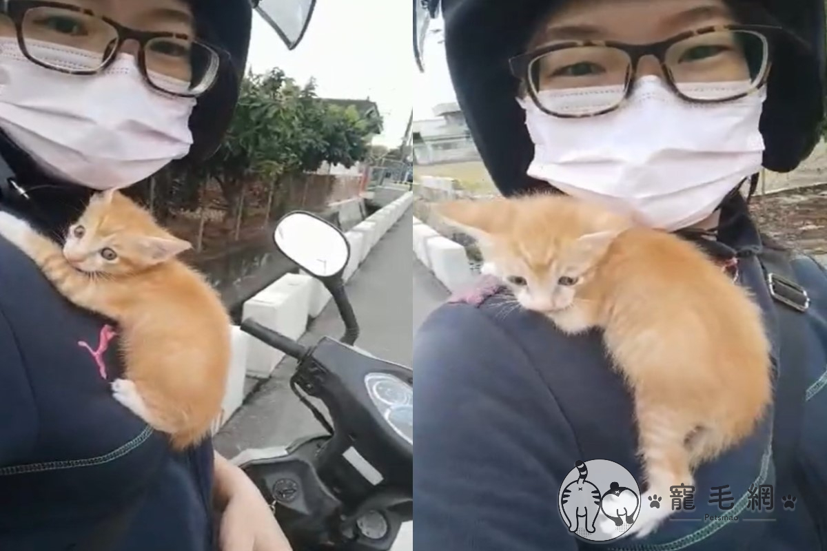 網友在騎車路上遇見一隻裝死的小橘貓，跳到她身上緊抓不走！（圖／網友梁姎妹授權提供）