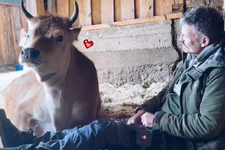 農場中的牛都超信任主人，對視幾秒後主動倒下討摸！（圖／Instagram＠ moustache_farmer）