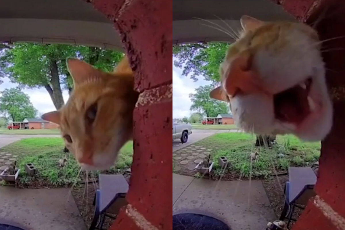 國外一隻橘貓會按門鈴，要求奴才開門讓牠回家。（影／美聯社 AP+Jukin Media授權）