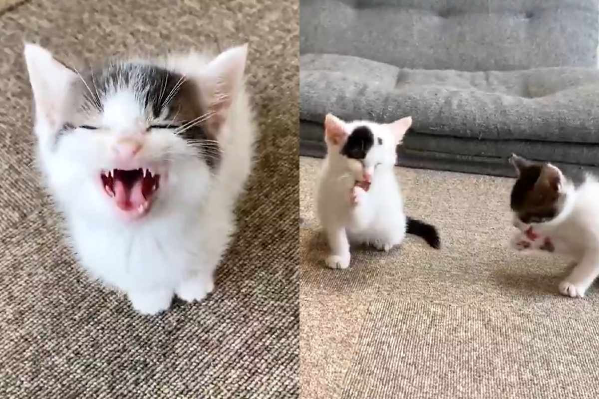 小貓咪吃完飯後不滿足，同時舔手回味食物滋味。（圖／Twitter＠ uni_mugi_hachi）