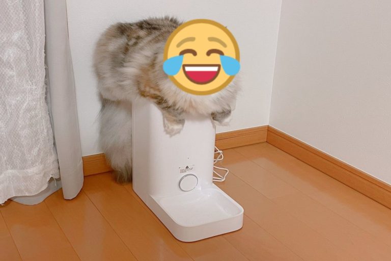 日本一隻吃貨貓趴在自動餵食器上等放飯。（圖／twitter @nemu_catlog）