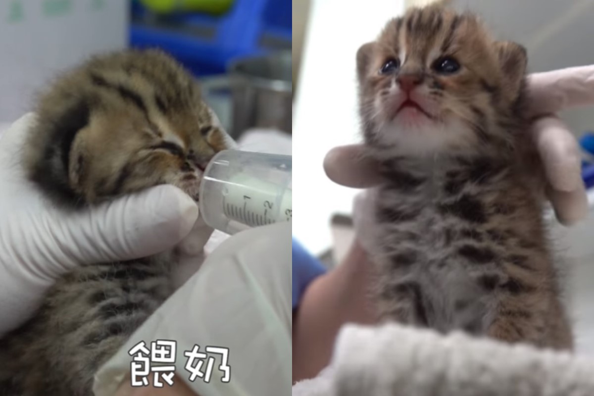 日前苗栗縣有熱心民眾發現一對石虎寶寶，其中石虎妹妹順利存活，並於日前睜開眼睛了！（圖／翻攝自Youtube @野生動物急救站）