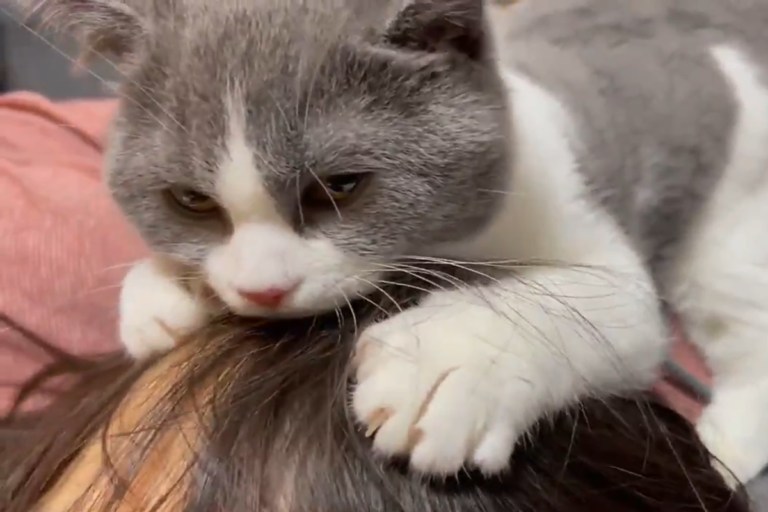 日本萌貓「肉球」服務主人　按摩畫面融化網友的心
