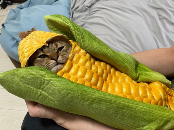 打開玉米竟有「貓菜蟲」？　牠眼神放空：偶就廢！