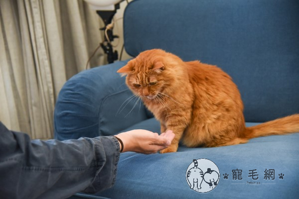 寵毛大使／為貓苦讀成專家？林子軒：我養了「問題」貓！