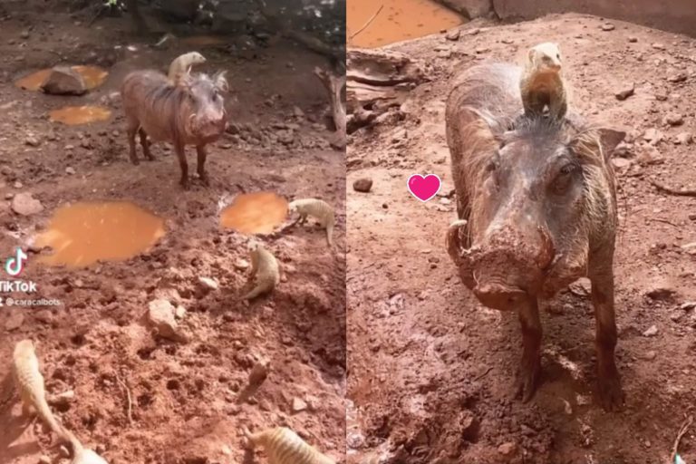 非洲出現疣豬與貓鼬好朋友　網讚：真實版「彭彭與丁滿」！
