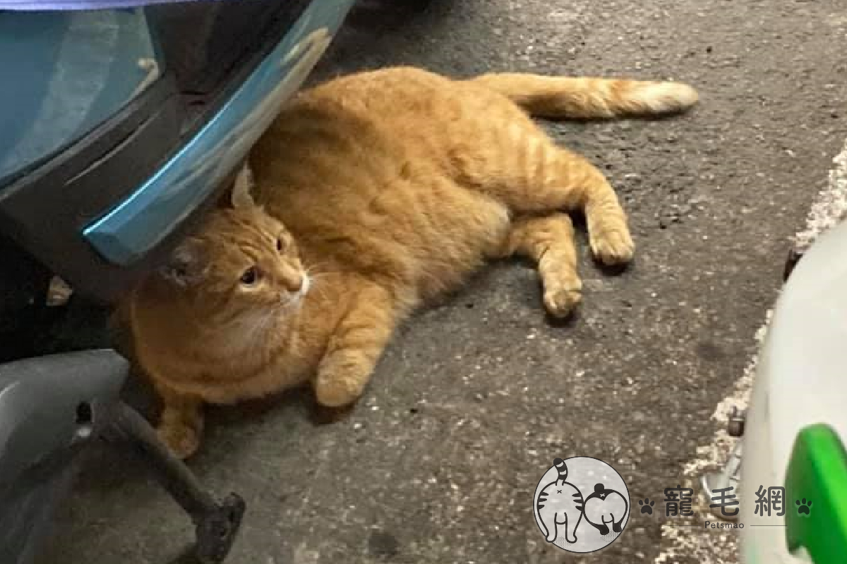 女子想買罐罐餵店門外浪橘，卻被店員以搞笑原因制止。（圖／網友王文怡授權提供）