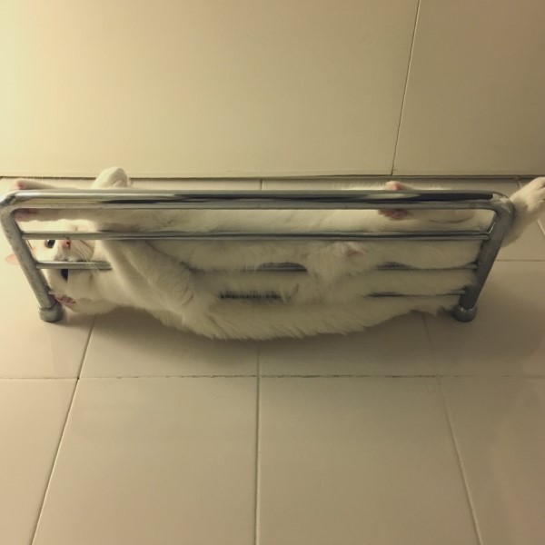 奴才洗澡竟見貓咪轉換為「浴巾模式」　網笑：毫無違和感！