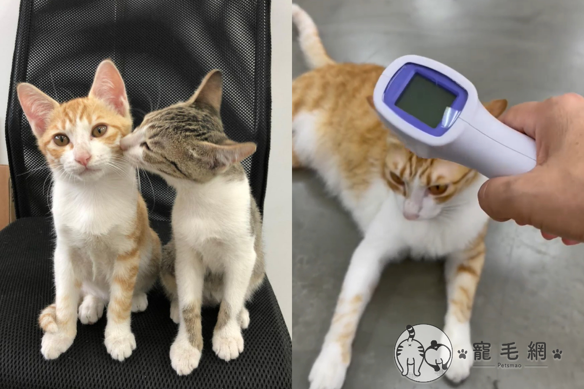 防疫期間貓員工不配合，看見體溫槍不量還拔腿就跑！（圖／網友Grace Chen授權提供）